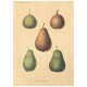 Flax Art Poster | Encyclopedia Fruit A | FWP-AP-EN3A